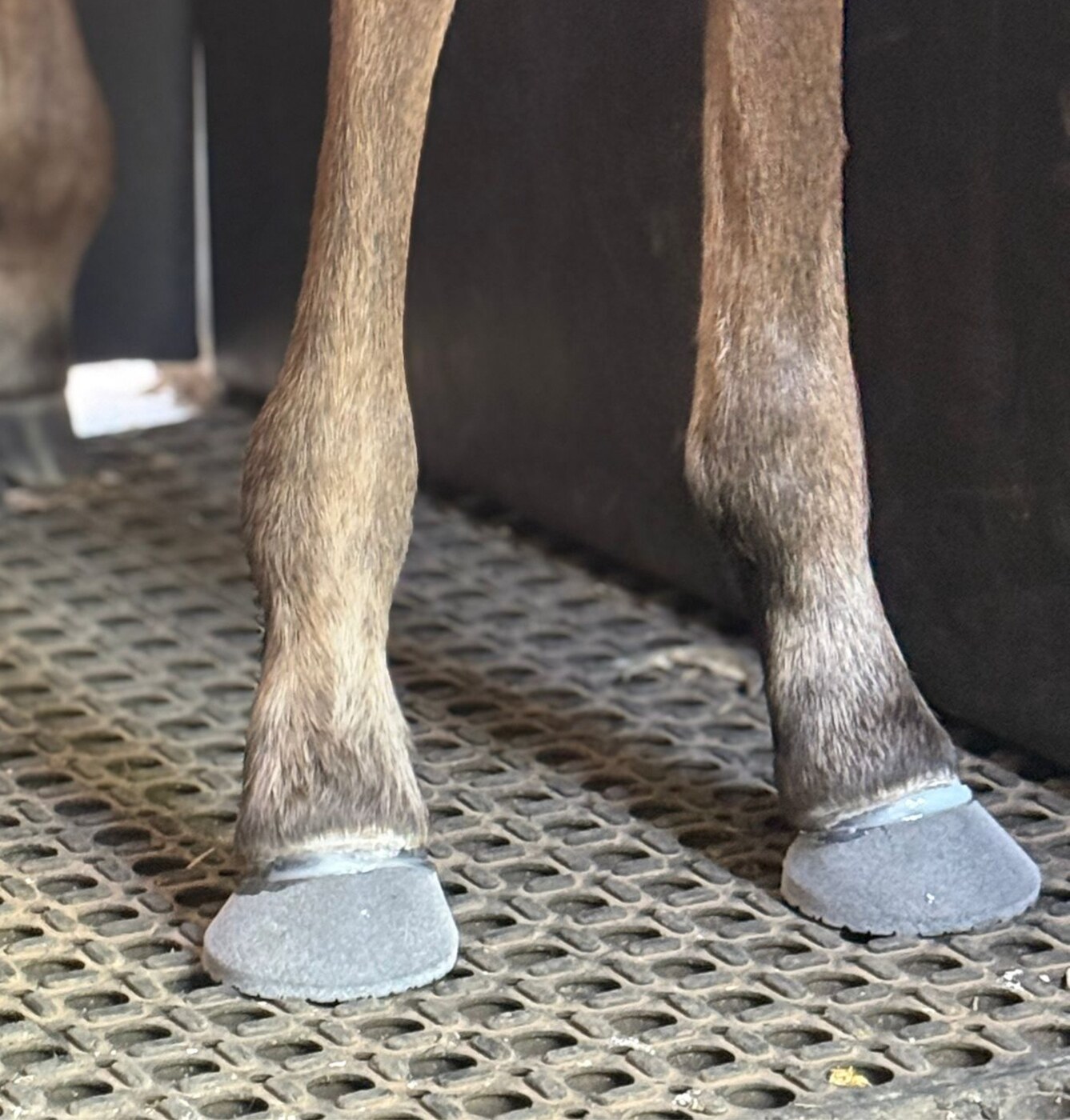 Equine lower limbs and hooves being observed in a practical field setting